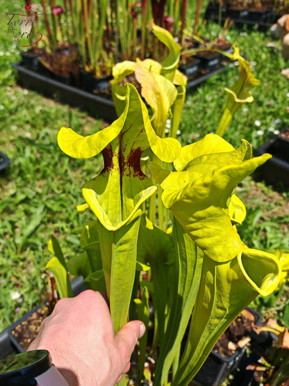 SX34 Sarracenia x (S. x moorei – Marston exotic (1987 clone)(H24, MK) x S. flava var. rugelii -- Telogia, FL.(WS). Very large from, (F140A MK))