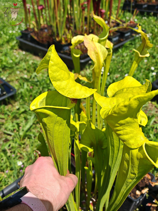 SX34 Sarracenia x (S. x moorei – Marston exotic (1987 clone)(H24, MK) x S. flava var. rugelii -- Telogia, FL.(WS). Very large from, (F140A MK))