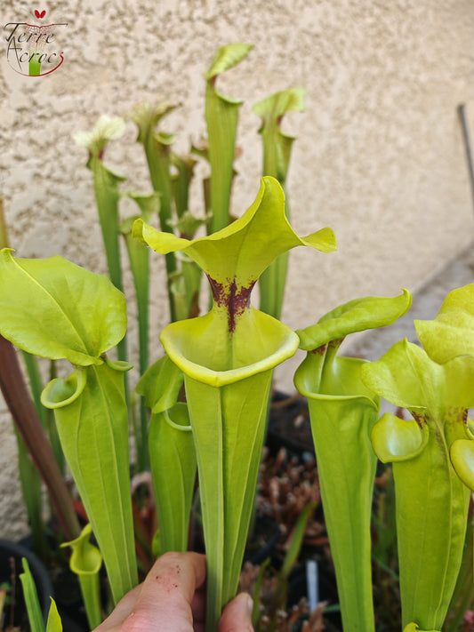 SX34 Sarracenia x (S. x moorei – Marston exotic (1987 clone)(H24, MK) x S. flava var. rugelii -- Telogia, FL.(WS). Very large from, (F140A MK))