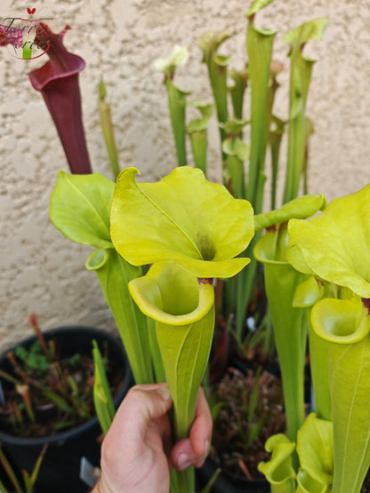 SX34 Sarracenia x (S. x moorei – Marston exotic (1987 clone)(H24, MK) x S. flava var. rugelii -- Telogia, FL.(WS). Very large from, (F140A MK))