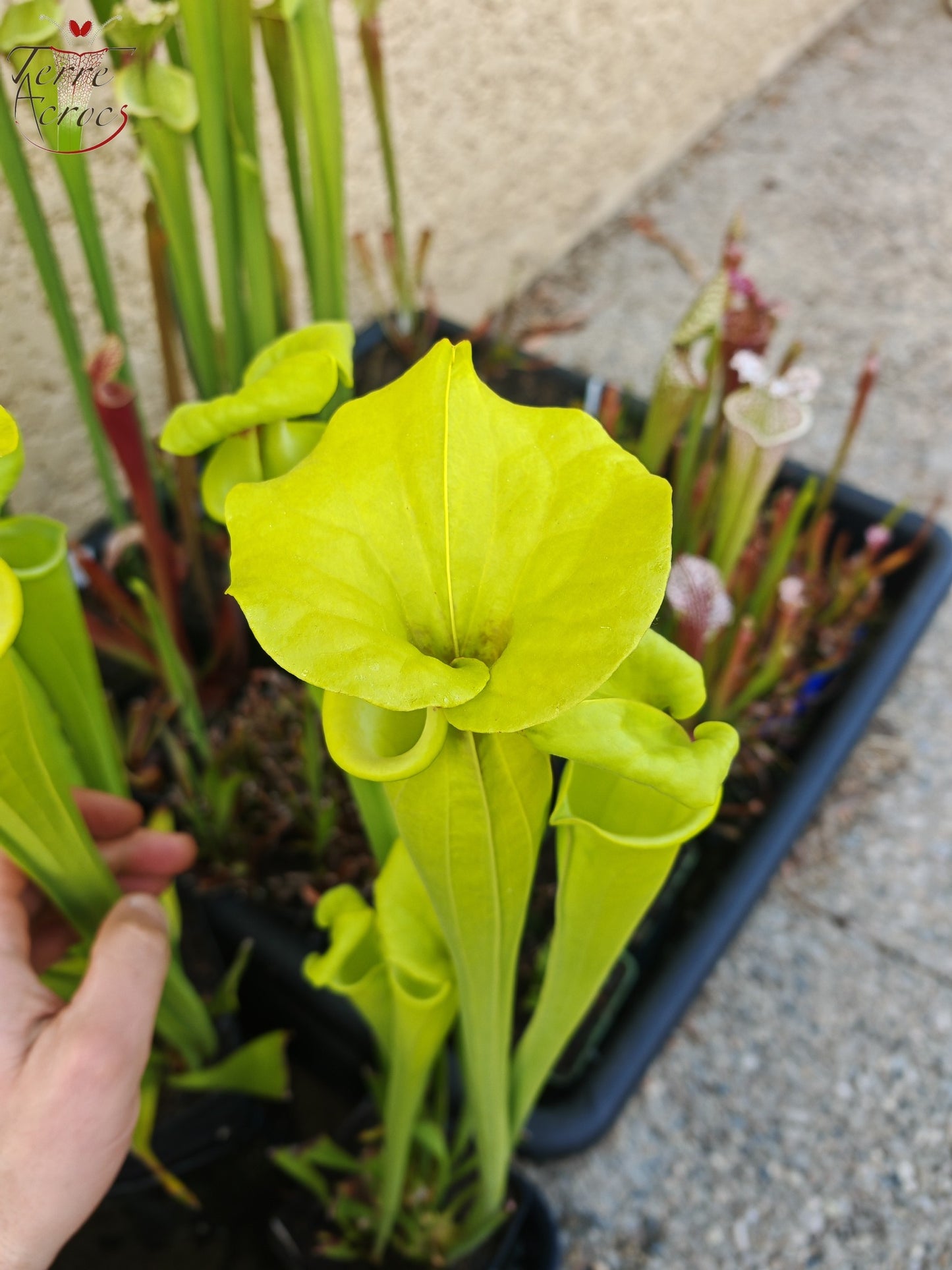 SX34 Sarracenia x (S. x moorei – Marston exotic (1987 clone)(H24, MK) x S. flava var. rugelii -- Telogia, FL.(WS). Very large from, (F140A MK))