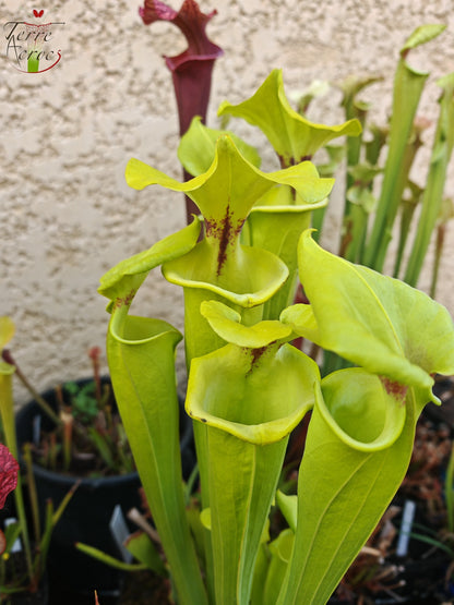 SX34 Sarracenia x (S. x moorei – Marston exotic (1987 clone)(H24, MK) x S. flava var. rugelii -- Telogia, FL.(WS). Very large from, (F140A MK))