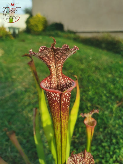 SX35c Sarracenia x (S. leucophylla (L31A) x S. x moorei – ‘Adrian Slack’)(clone C)