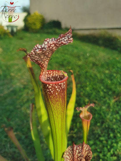 SX35c Sarracenia x (S. leucophylla (L31A) x S. x moorei – ‘Adrian Slack’)(clone C)