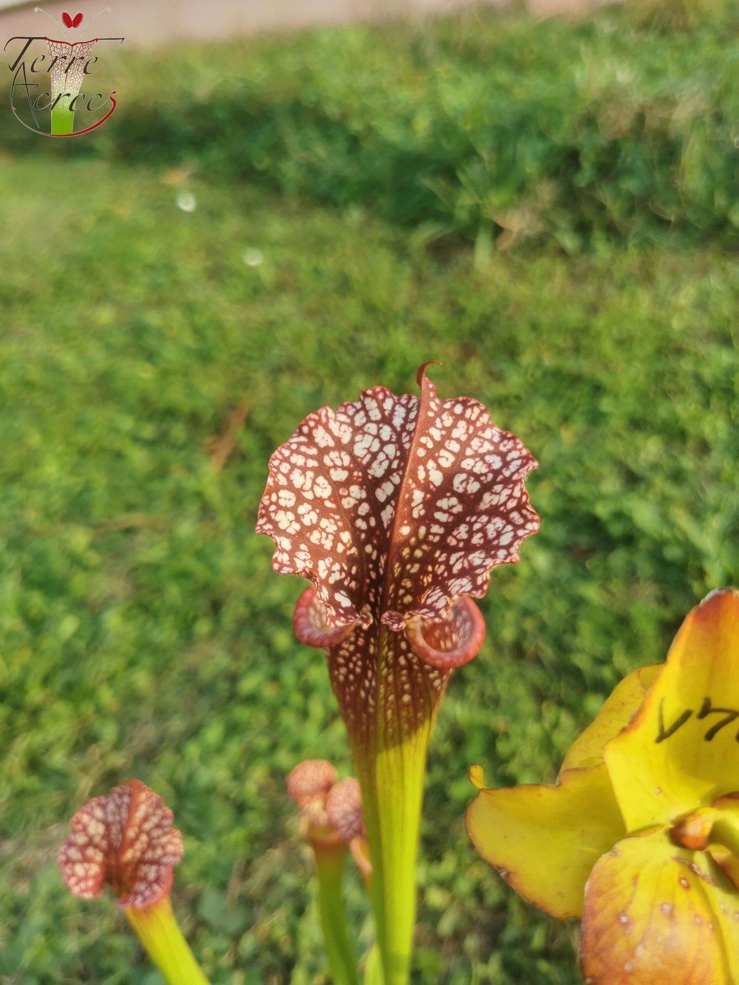 SX35c Sarracenia x (S. leucophylla (L31A) x S. x moorei – ‘Adrian Slack’)(clone C)