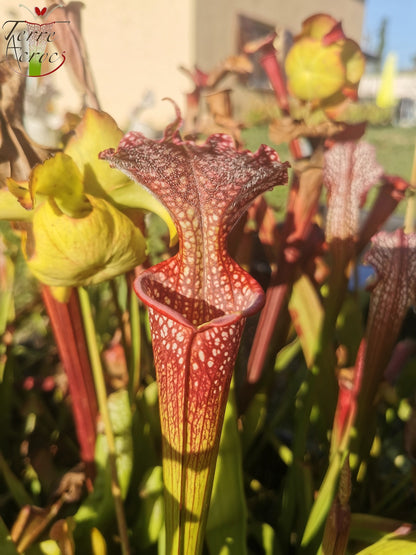 SX35c Sarracenia x (S. leucophylla (L31A) x S. x moorei – ‘Adrian Slack’)(clone C)