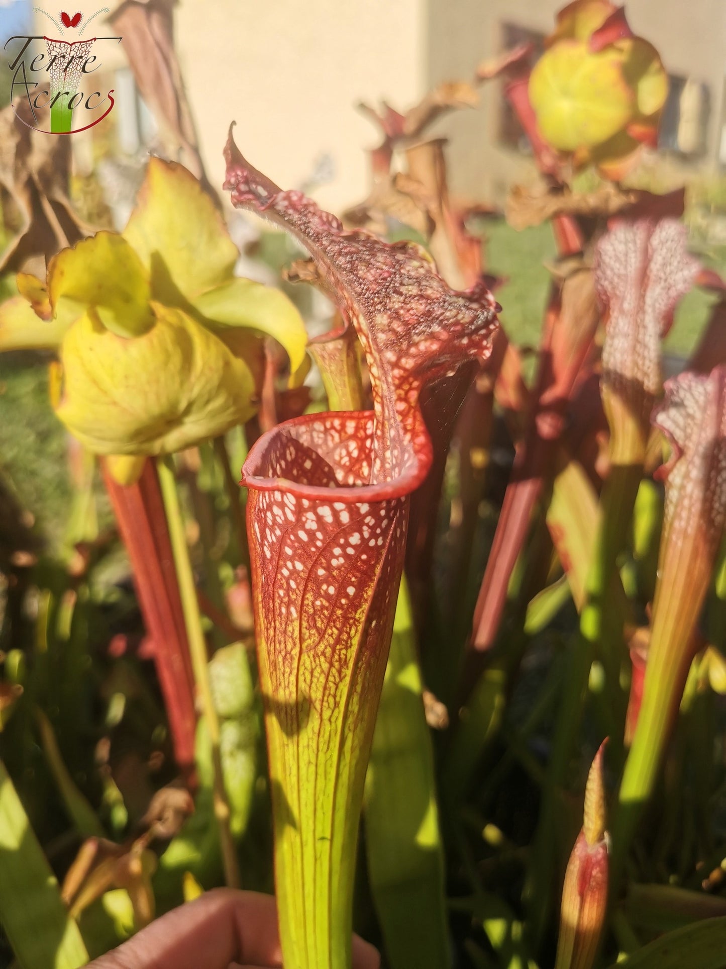 SX35c Sarracenia x (S. leucophylla (L31A) x S. x moorei – ‘Adrian Slack’)(clone C)