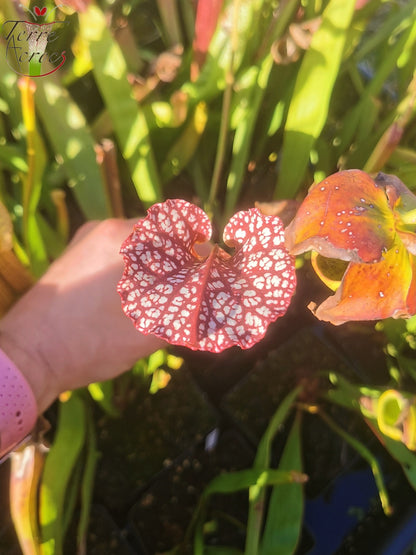 SX35c Sarracenia x (S. leucophylla (L31A) x S. x moorei – ‘Adrian Slack’)(clone C)