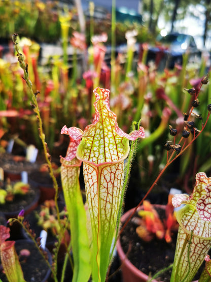 SX36 Sarracenia x “Multicolor”