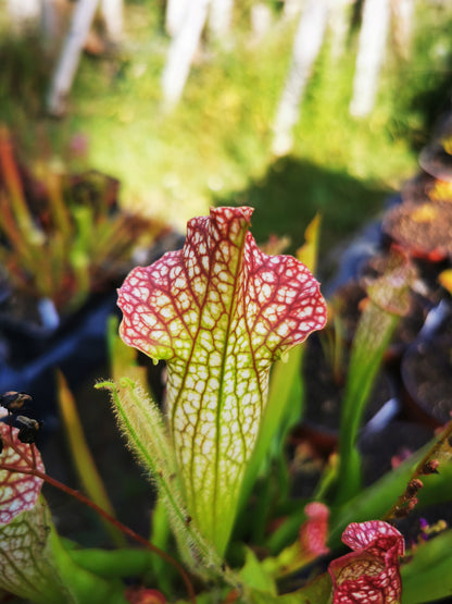 SX36 Sarracenia x “Multicolor”