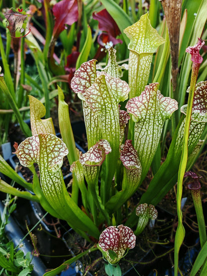 SX36 Sarracenia x “Multicolor”