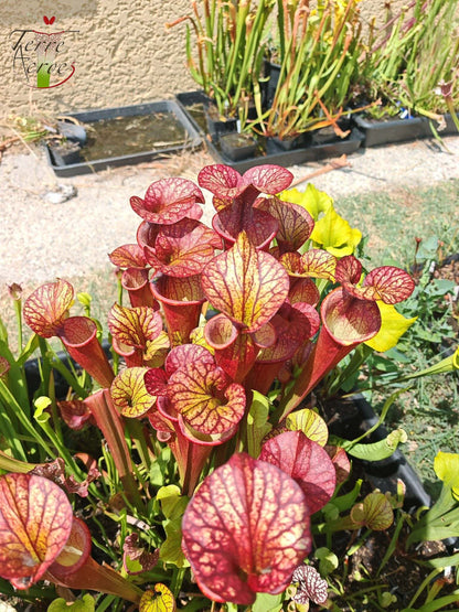 SXP04b Sarracenia x (S. x moorei – „Luben's Red“ x S. flava var. ornata) (Klon b)