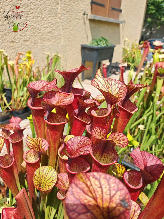 SX36b Sarracenia x (S. x moorei -- "Luben's Red" x S. flava var. ornata)(clone b)