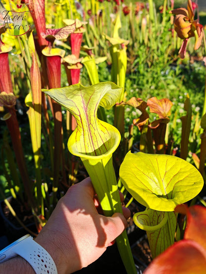 SX38 Sarracenia x "Doreen's Colossus"
