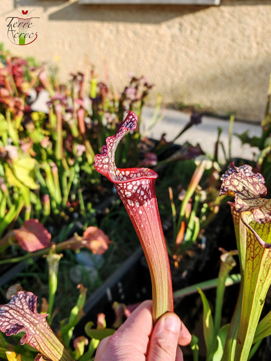 SX39 Sarracenia x Pélican
