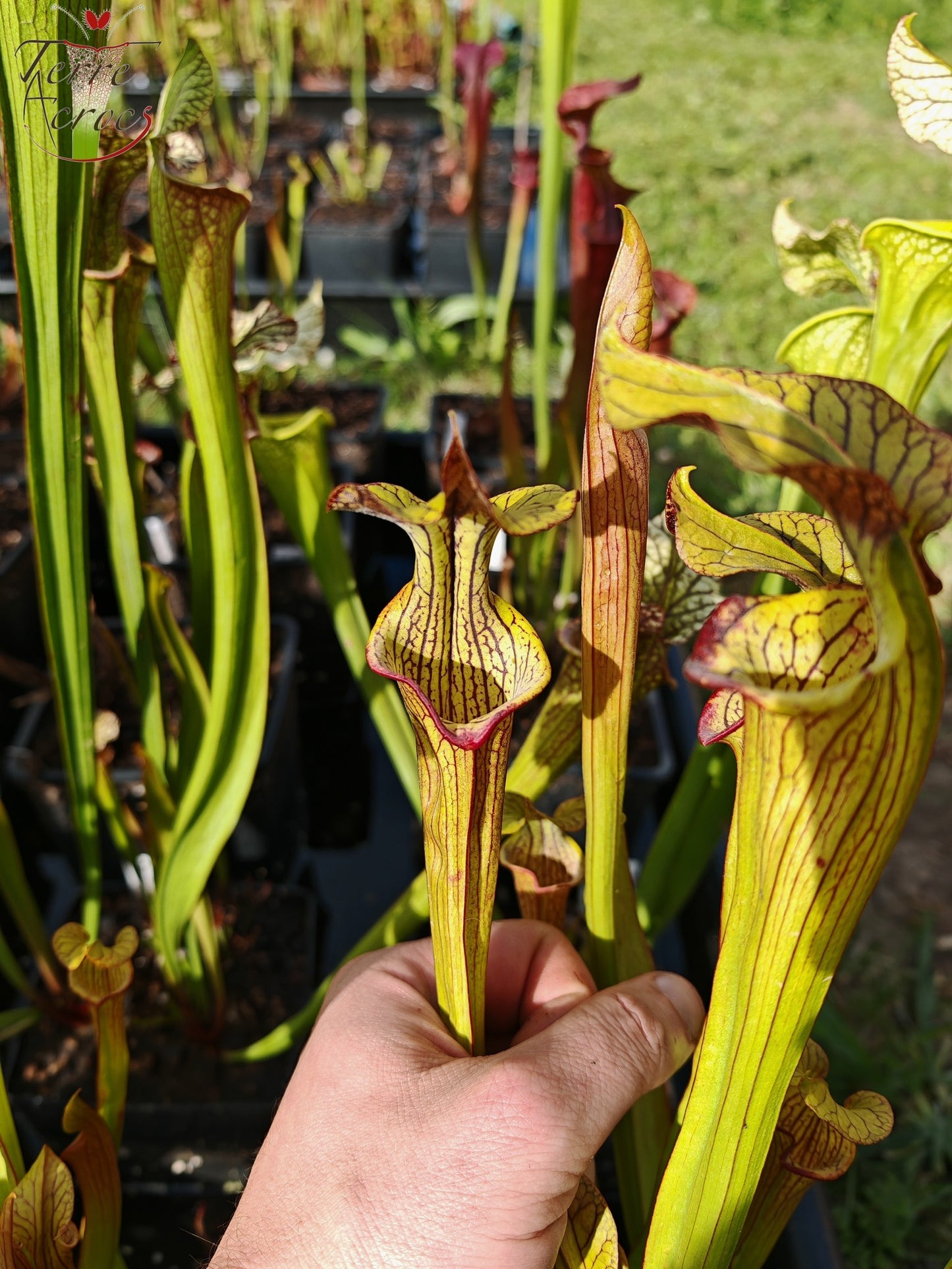 SX40 Sarracenia x (‘Black Widow’ x S. x moorei – Wilkerson red, Walton Co, Fl)