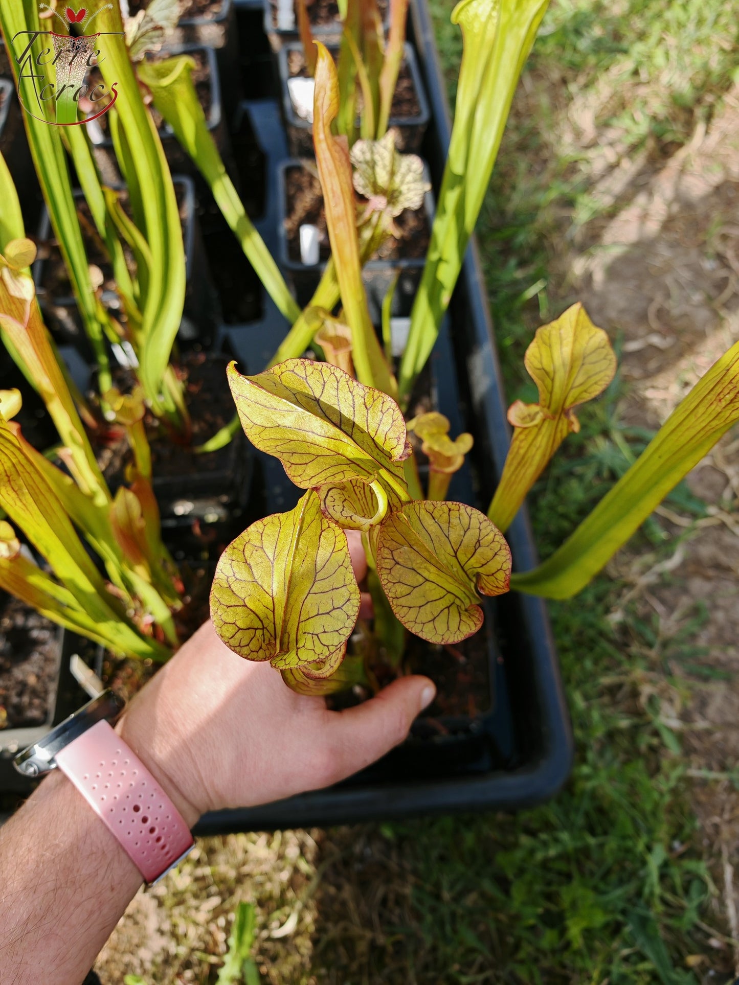 SX40 Sarracenia x ('Black Widow' x S. x moorei – Wilkerson red, Walton Co, Fl)