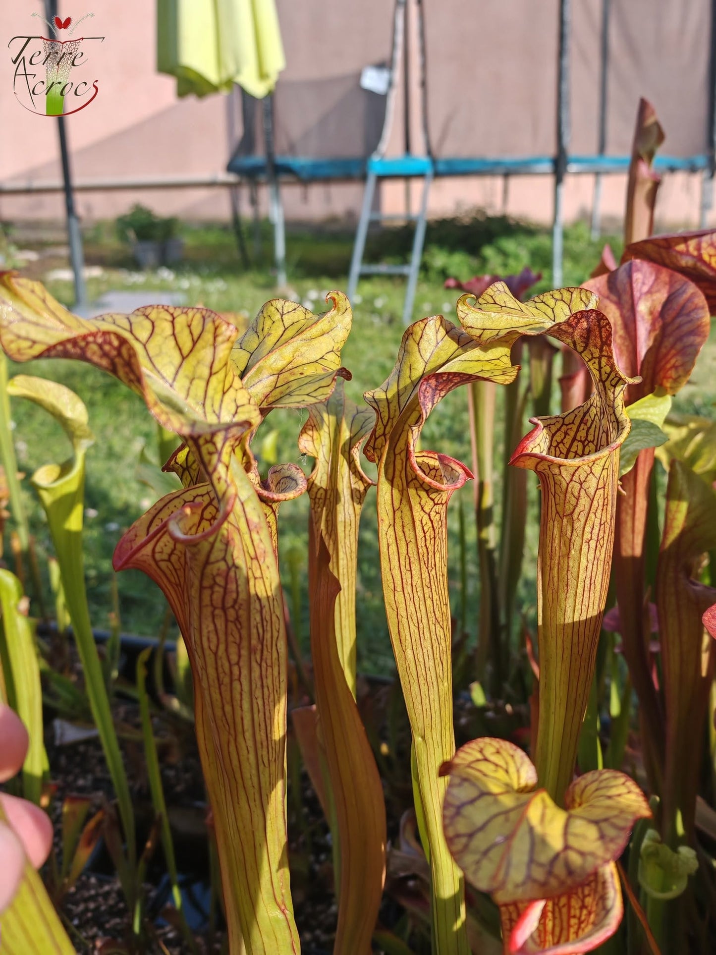 SX40 Sarracenia x („Black Widow“ x S. x moorei – Wilkerson red, Walton Co, Florida)