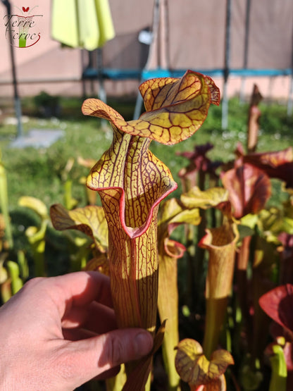 SX40 Sarracenia x („Black Widow“ x S. x moorei – Wilkerson red, Walton Co, Florida)