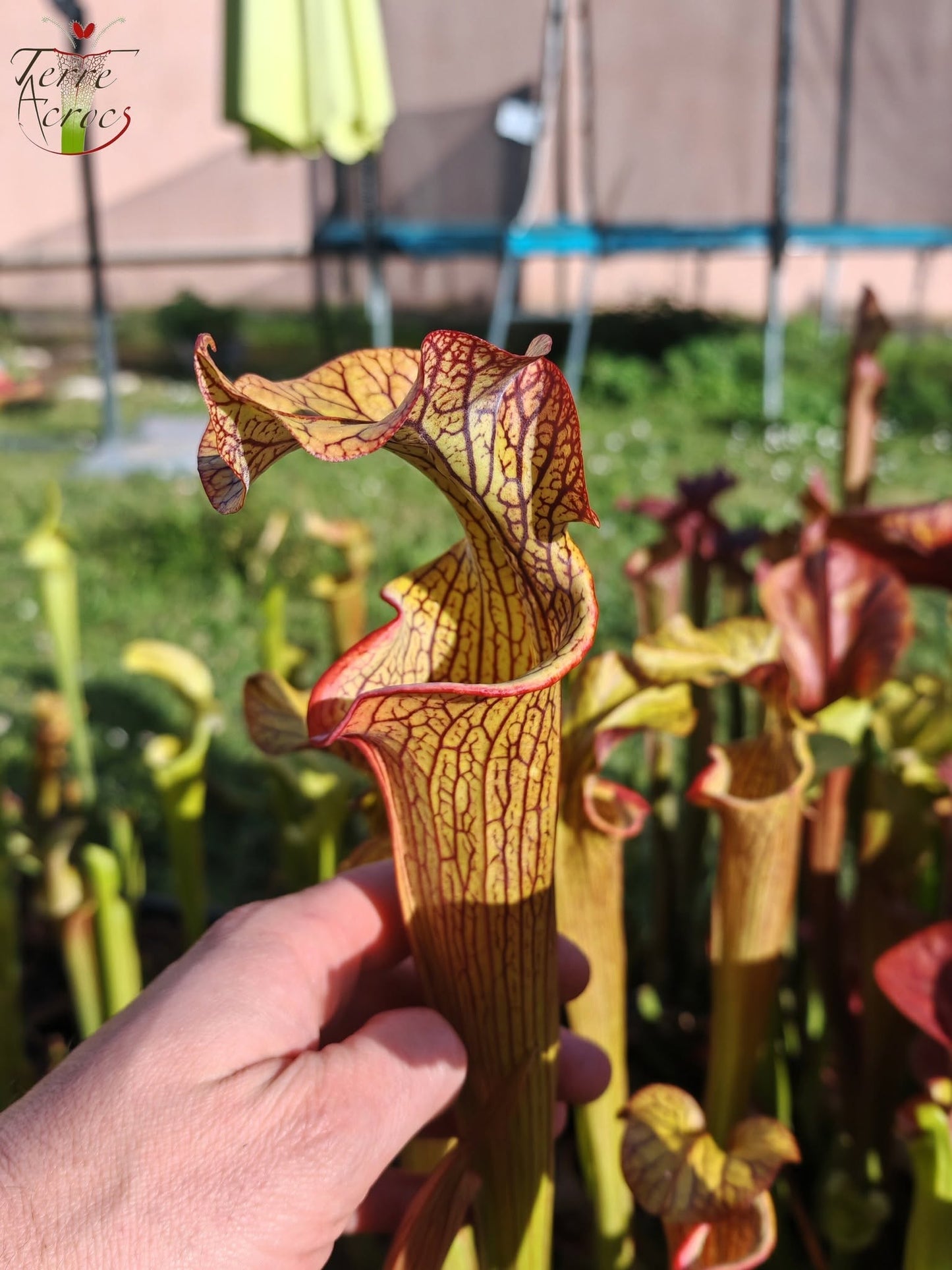 SX40 Sarracenia x („Black Widow“ x S. x moorei – Wilkerson red, Walton Co, Florida)