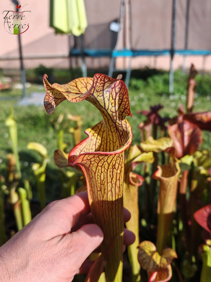 SX40 Sarracenia x („Black Widow“ x S. x moorei – Wilkerson red, Walton Co, Florida)