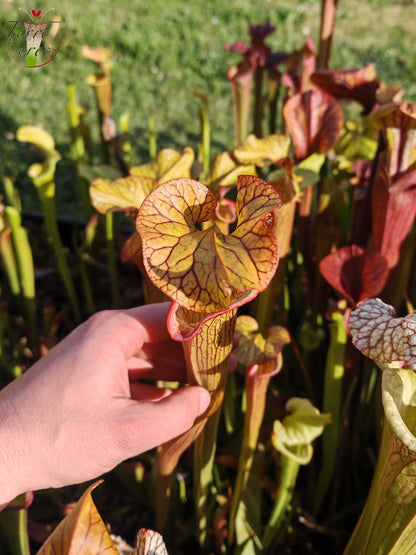 SX40 Sarracenia x („Black Widow“ x S. x moorei – Wilkerson red, Walton Co, Florida)