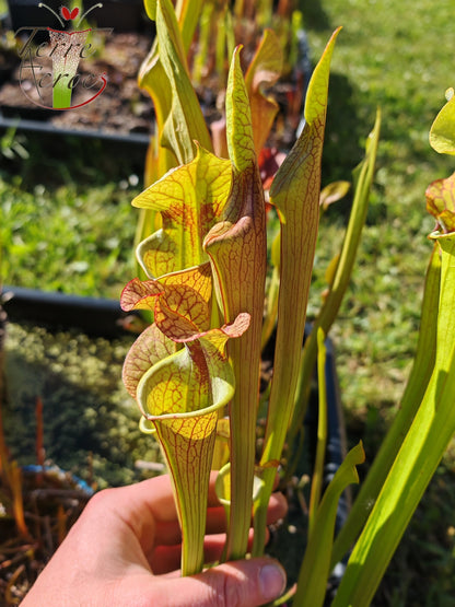 SX41E Sarracenia x (S. x moorei 'Leah Wilkerson' x S. x 'French Kiss') pubescent