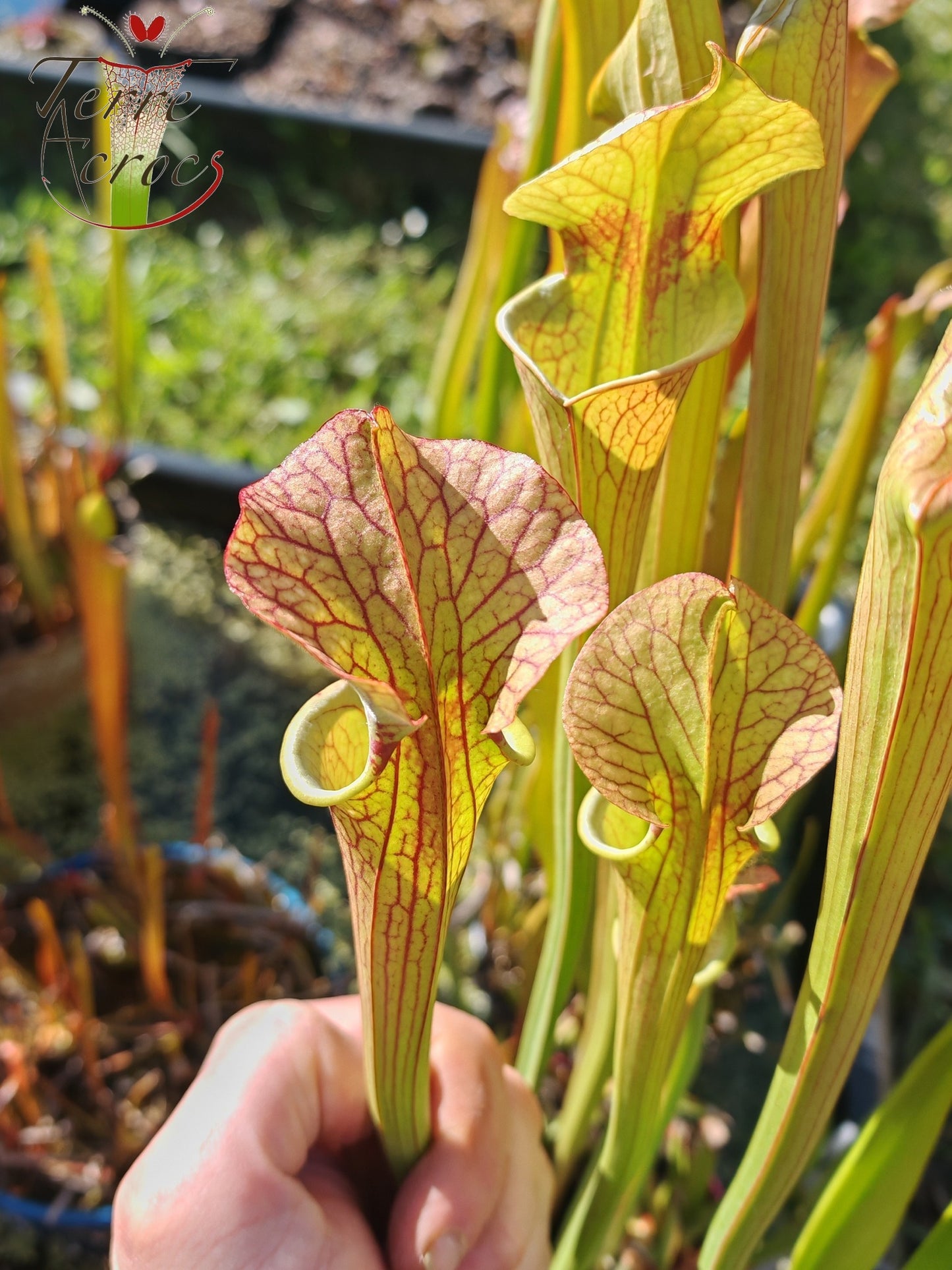 SX41E Sarracenia x (S. x moorei 'Leah Wilkerson' x S. x 'French Kiss') pubescent