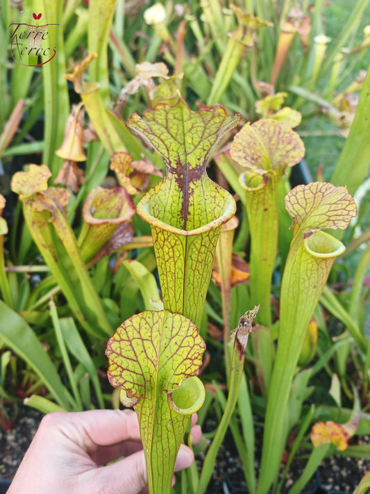 SX41H Sarracenia x (S. x moorei 'Leah Wilkerson' x S. x 'French Kiss')