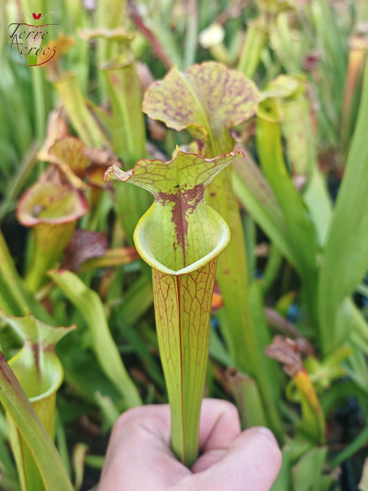SX41I Sarracenia x (S. x moorei 'Leah Wilkerson' x S. x 'French Kiss')