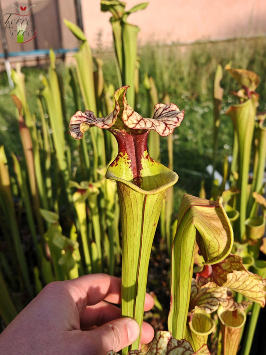 SX41U01 Sarracenia x (S. x moorei 'Leah Wilkerson' x S. x 'French Kiss')