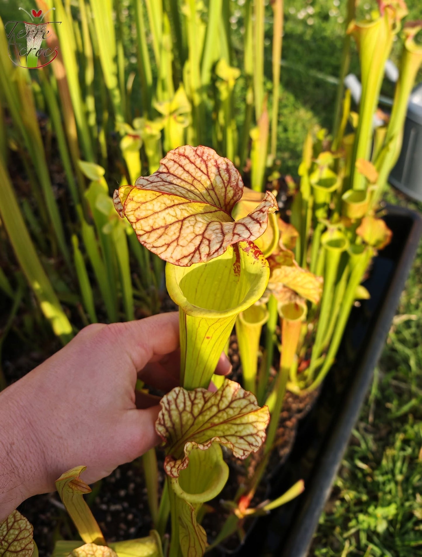 SX41U01 Sarracenia x (S. x moorei 'Leah Wilkerson' x S. x 'French Kiss')
