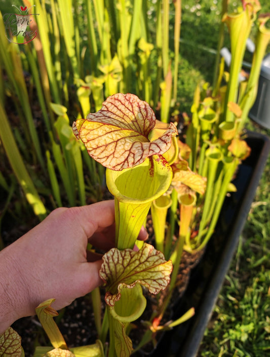 SX41U01 Sarracenia x (S. x moorei 'Leah Wilkerson' x S. x 'French Kiss')
