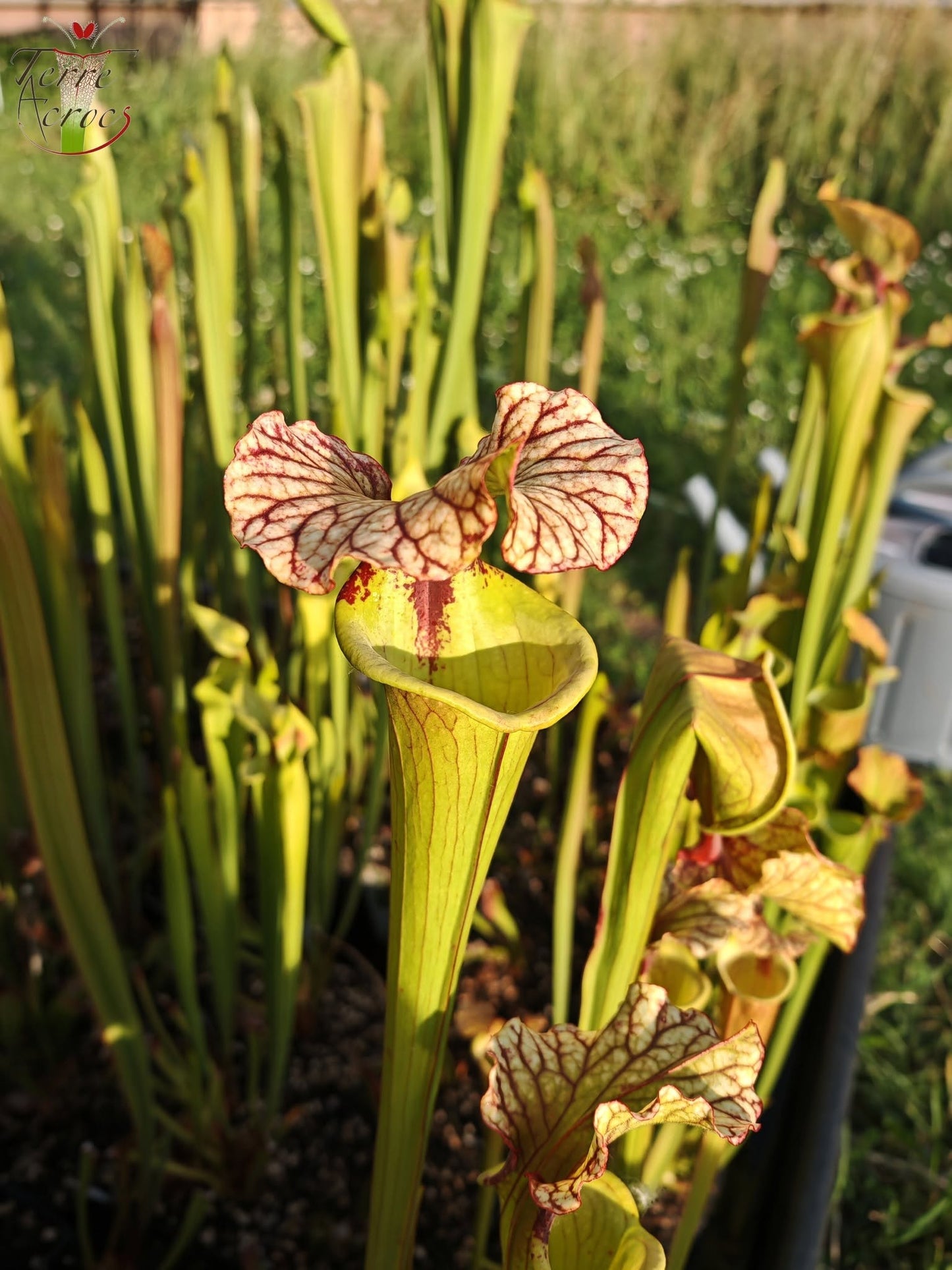 SX41U01 Sarracenia x (S. x moorei 'Leah Wilkerson' x S. x 'French Kiss')