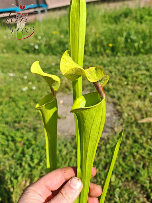 SX41U08-01 Sarracenia x (S. x moorei 'Leah Wilkerson' x S. x 'French Kiss')