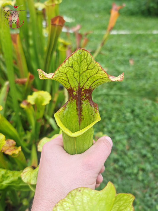 SX41U08-01 Sarracenia x (S. x moorei 'Leah Wilkerson' x S. x 'French Kiss')