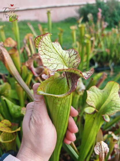 SX41U08-01 Sarracenia x (S. x moorei 'Leah Wilkerson' x S. x 'French Kiss')