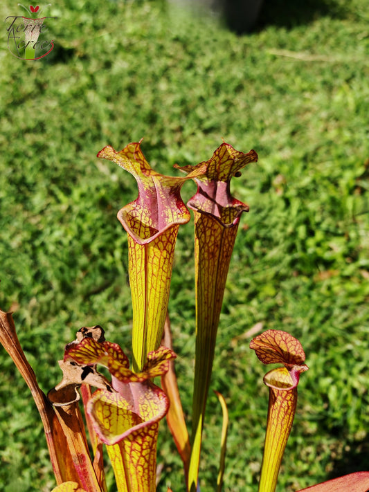 SX41U08 Sarracenia x (S. x moorei 'Leah Wilkerson' x S. x 'French Kiss')