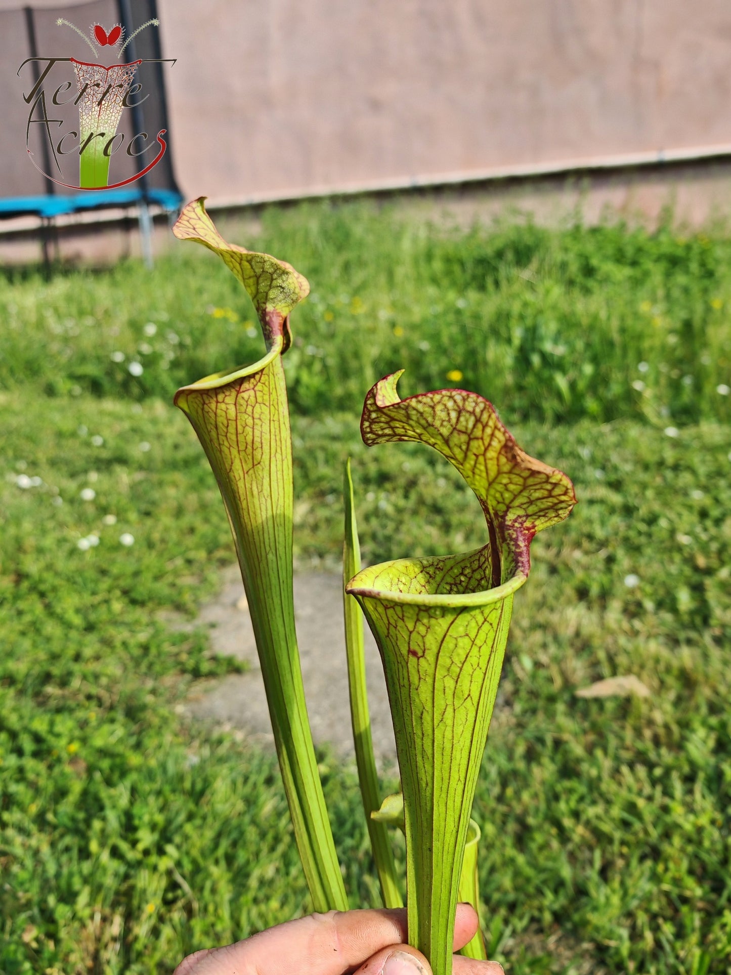 SX41U08-02 Sarracenia x (S. x moorei 'Leah Wilkerson' x S. x 'French Kiss') -- Pubescent Form