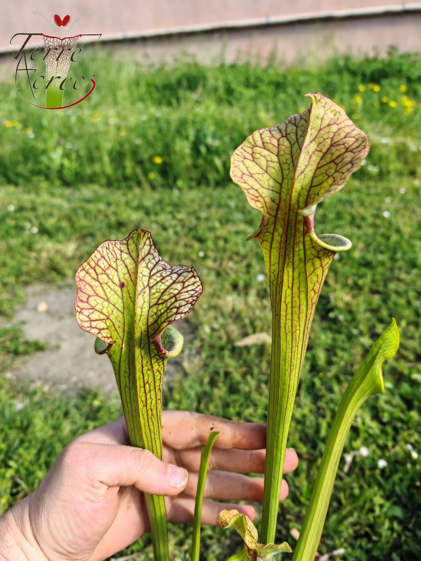 SX41U08-02 Sarracenia x (S. x moorei 'Leah Wilkerson' x S. x 'French Kiss') -- Pubescent Form