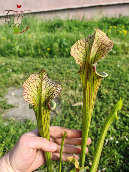 SX41U08-02 Sarracenia x (S. x moorei 'Leah Wilkerson' x S. x 'French Kiss') -- Pubescent Form