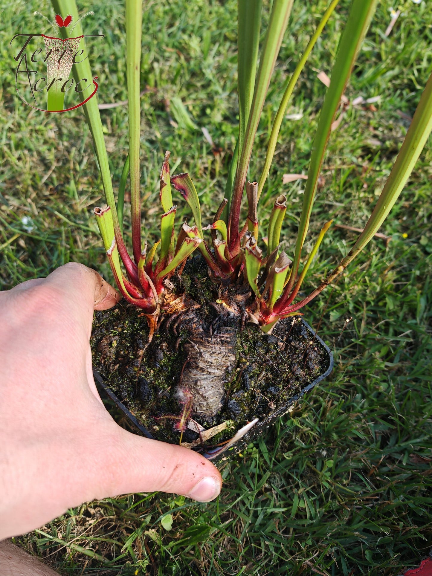 SX41U08-02 Sarracenia x (S. x moorei 'Leah Wilkerson' x S. x 'French Kiss') -- Pubescent Form
