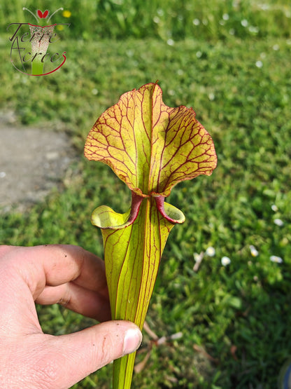 SX41U08-08/09 Sarracenia x (S. x moorei 'Leah Wilkerson' x S. x 'French Kiss')