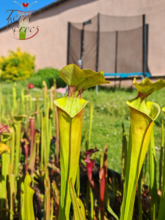 SX41U09 Sarracenia x (S. x moorei 'Leah Wilkerson' x S. x 'French Kiss')