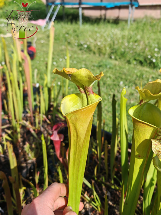 SX41U09 Sarracenia x (S. x moorei 'Leah Wilkerson' x S. x 'French Kiss')
