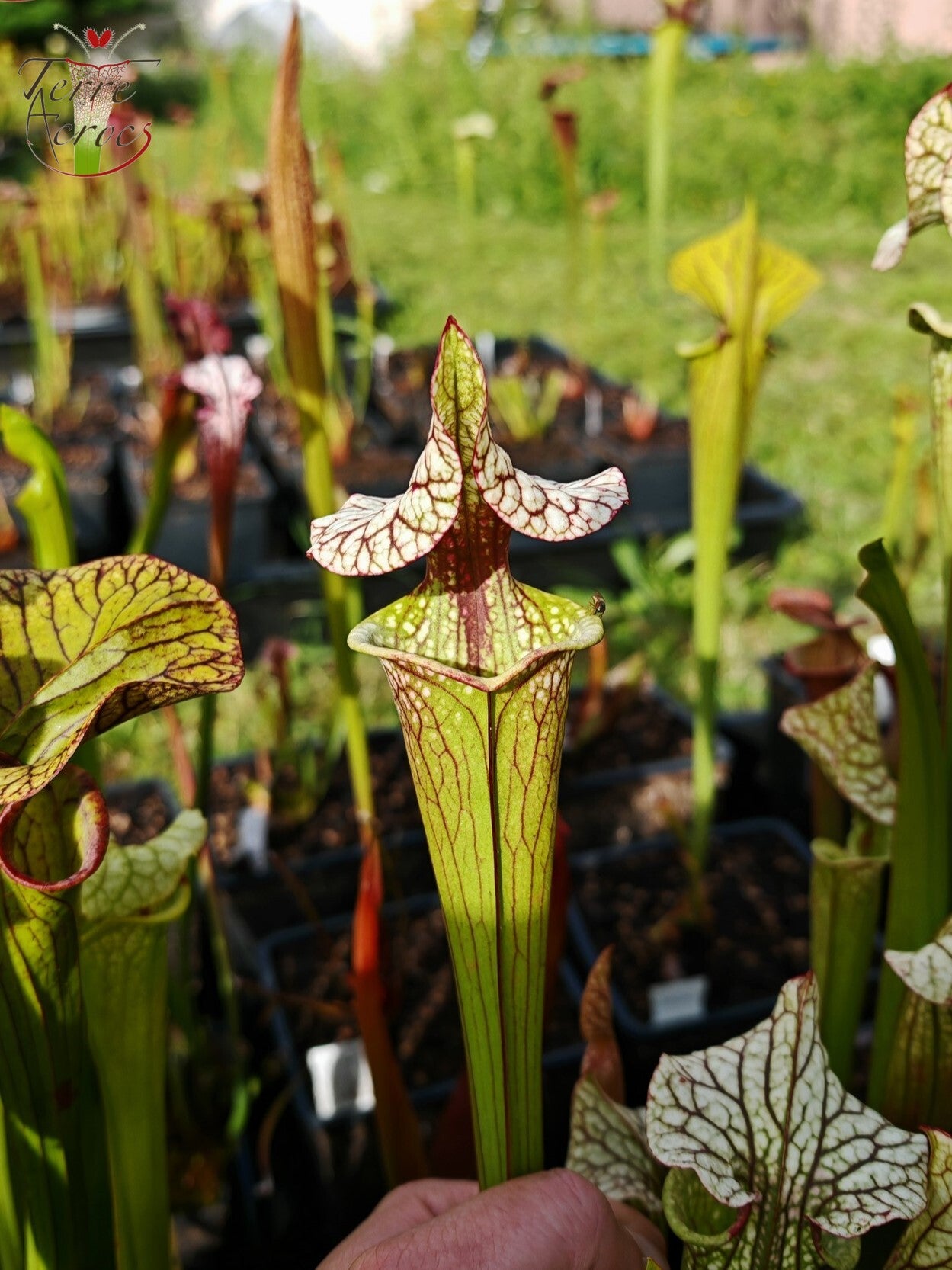 SX41b Sarracenia x (S. x moorei 'Leah Wilkerson' x S. x 'French Kiss')(clone b)