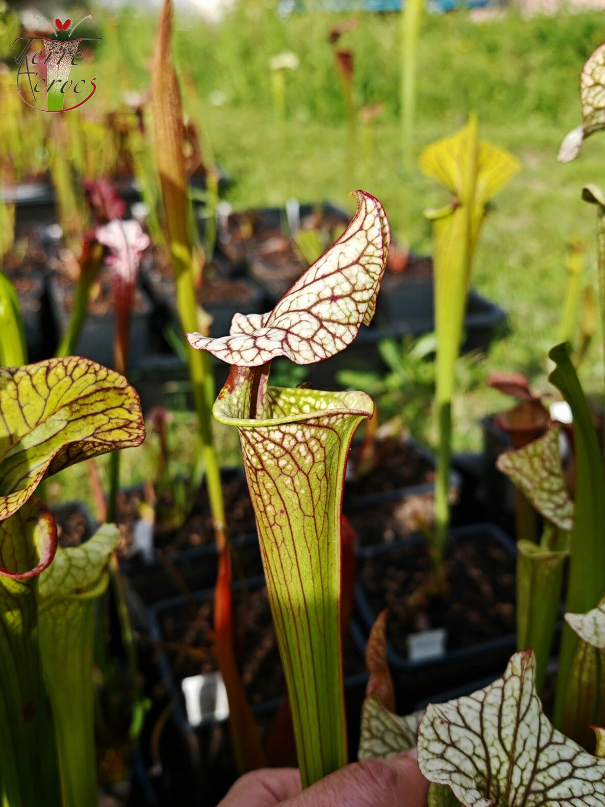 SX41b Sarracenia x (S. x moorei 'Leah Wilkerson' x S. x 'French Kiss')(clone b)