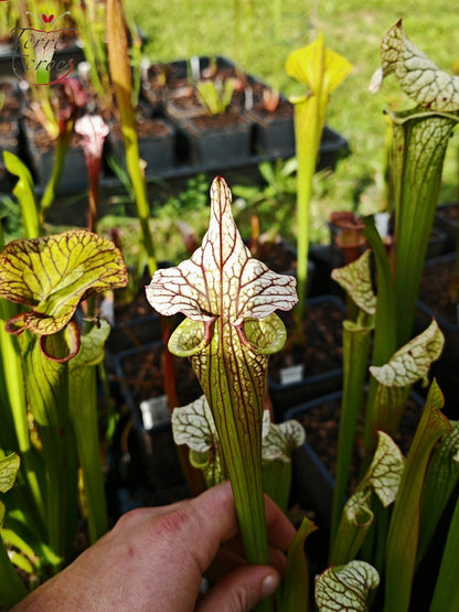 SX41b Sarracenia x (S. x moorei 'Leah Wilkerson' x S. x 'French Kiss')(clone b)