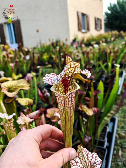 SX41b Sarracenia x (S. x moorei 'Leah Wilkerson' x S. x 'French Kiss')(clone b)