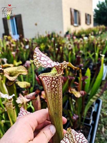 SX41b Sarracenia x (S. x moorei 'Leah Wilkerson' x S. x 'French Kiss')(clone b)